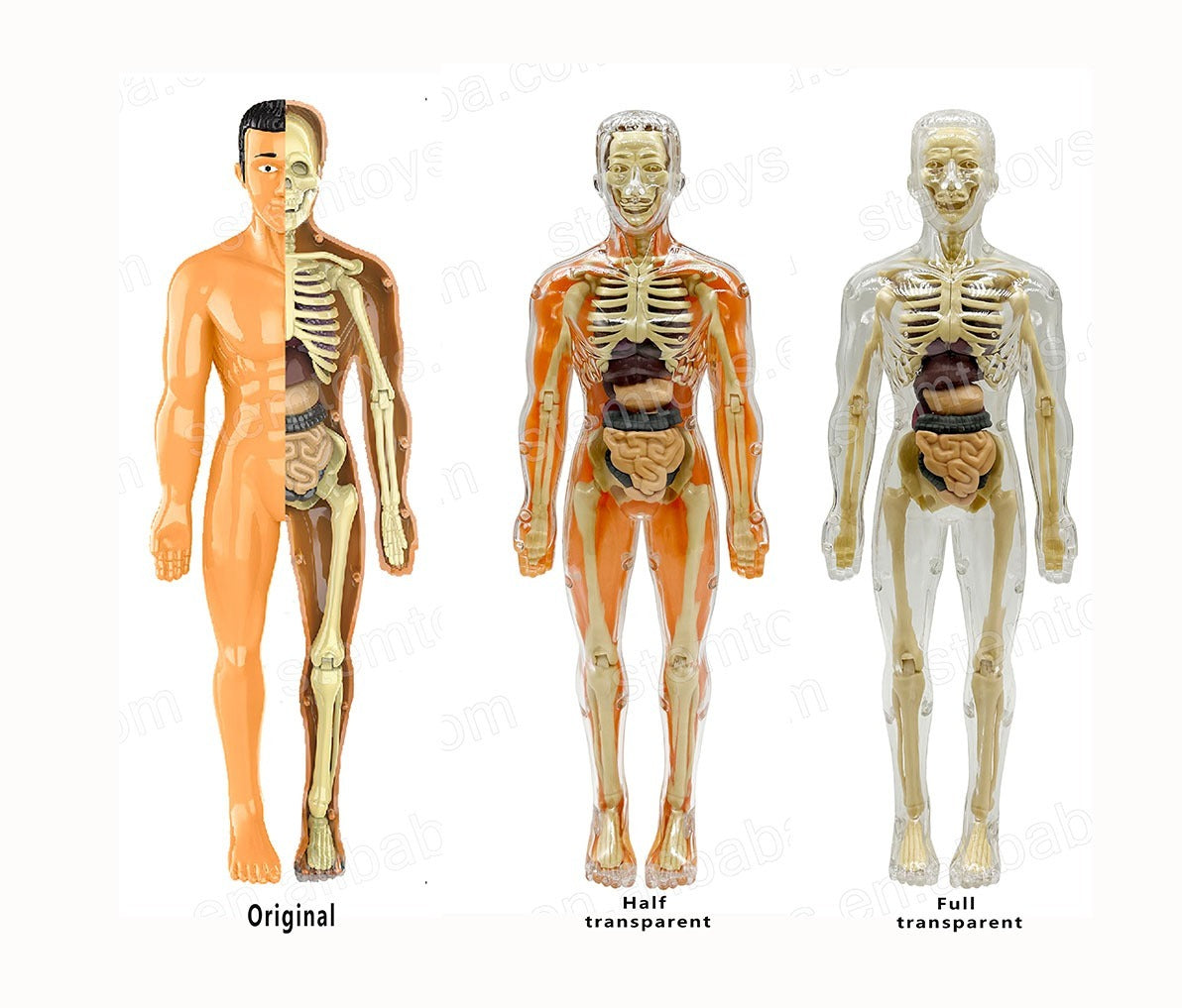 Jigsaw  human Body Organ Model Toy Science Kit