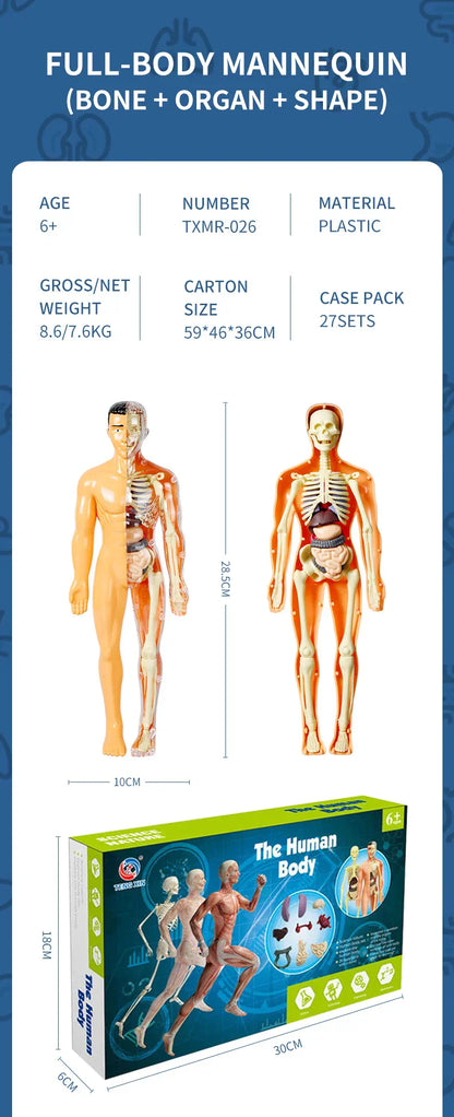 Jigsaw  human Body Organ Model Toy Science Kit