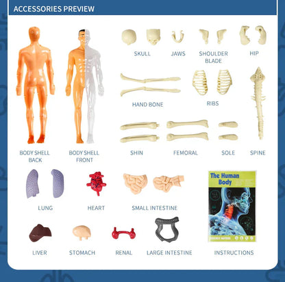 Jigsaw  human Body Organ Model Toy Science Kit