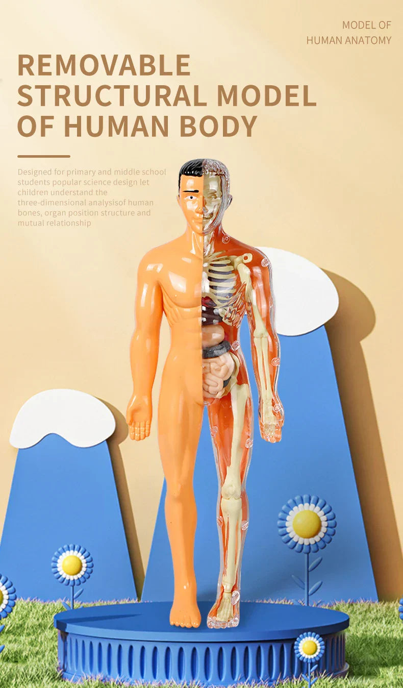 Jigsaw  human Body Organ Model Toy Science Kit