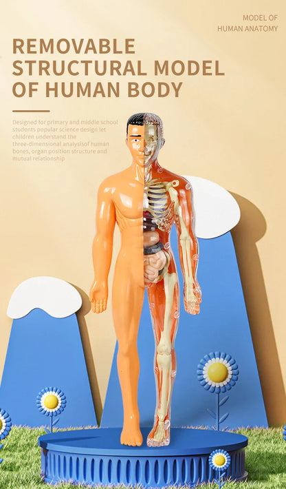 Jigsaw  human Body Organ Model Toy Science Kit