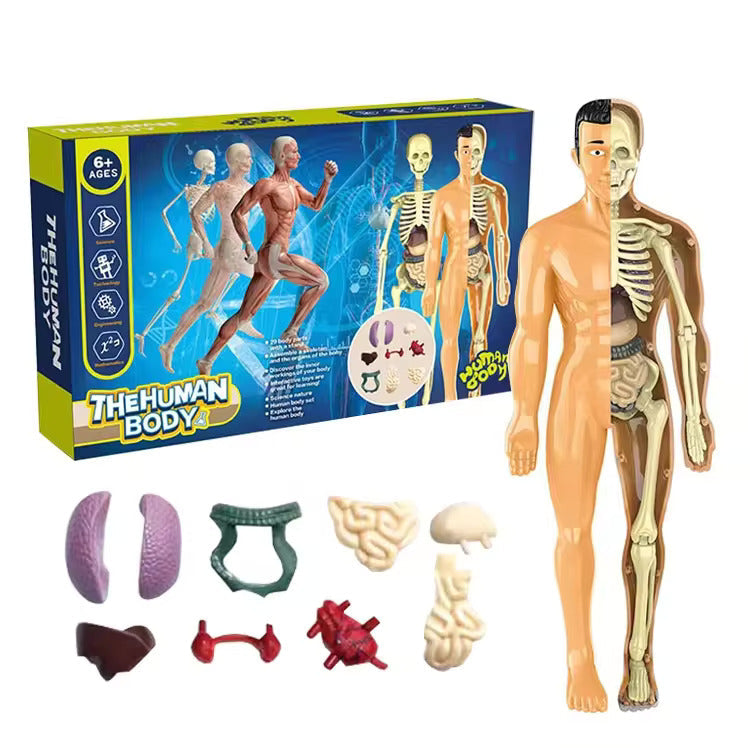 Jigsaw  human Body Organ Model Toy Science Kit