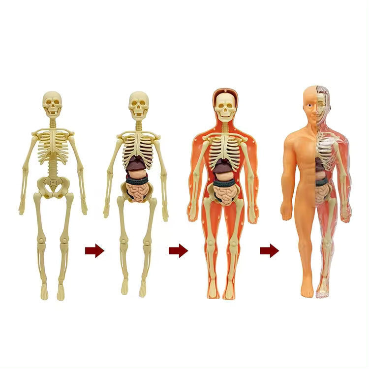 Jigsaw  human Body Organ Model Toy Science Kit