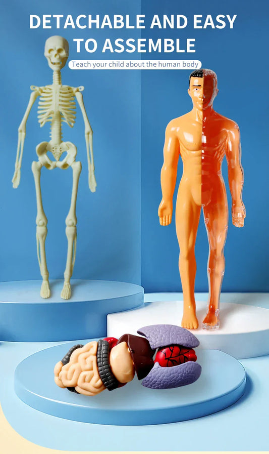 Jigsaw  human Body Organ Model Toy Science Kit