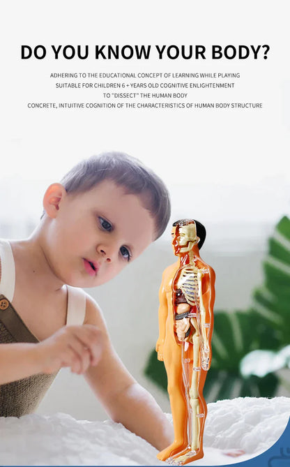 Jigsaw  human Body Organ Model Toy Science Kit