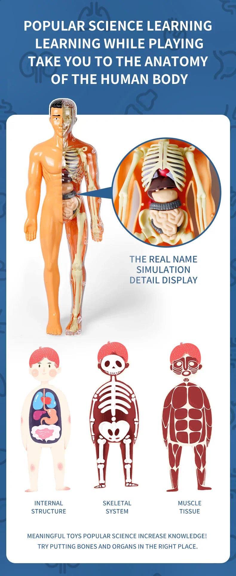 Jigsaw  human Body Organ Model Toy Science Kit