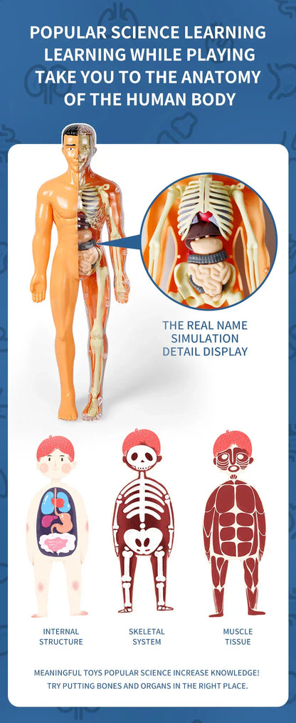 Jigsaw  human Body Organ Model Toy Science Kit