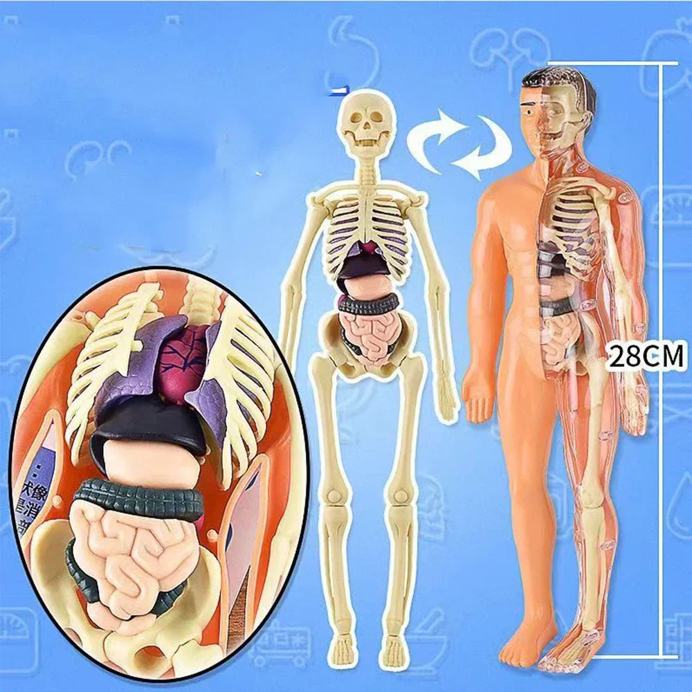 Jigsaw  human Body Organ Model Toy Science Kit