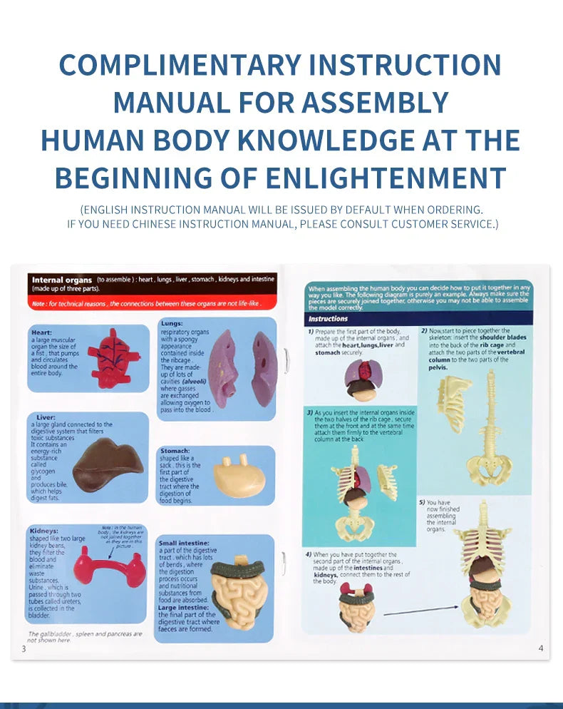 Jigsaw  human Body Organ Model Toy Science Kit