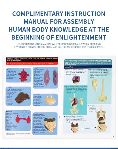 Jigsaw  human Body Organ Model Toy Science Kit